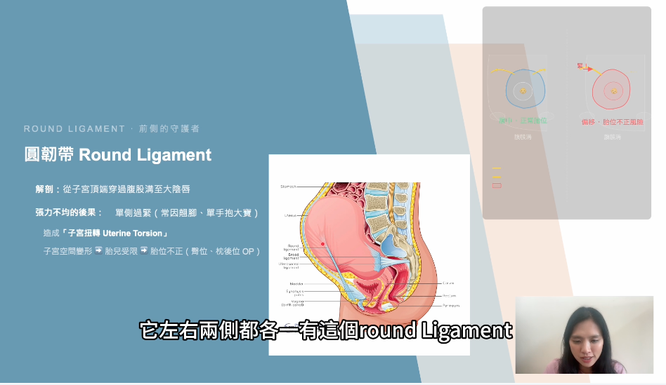 孕期瑜珈解剖學